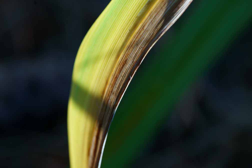 ILCE-7M3  --  FE 90mm F2.8 Macro G OSS -- 1/100 sec at f / 7.1 -- ISO 200 -- 0 EV -- 