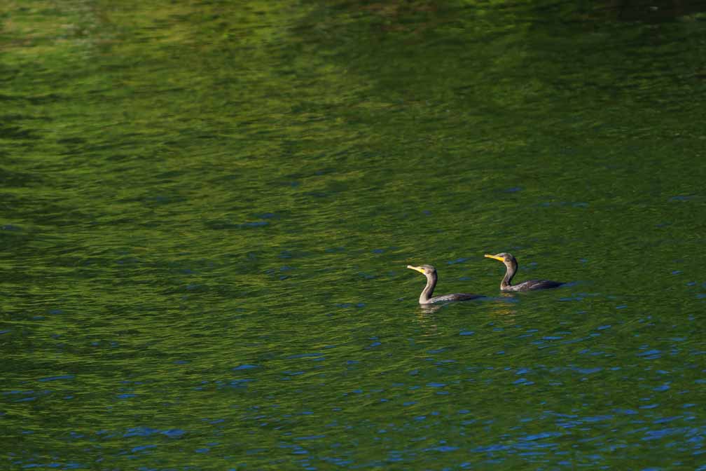 ILCE-6600  --  FE 200-600mm F5.6-6.3 G OSS -- 1/1000 sec at f / 6.3 -- ISO 640 -- -1 EV -- 