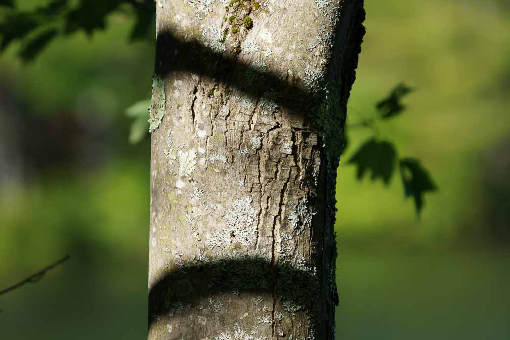 ILCE-6600  --  FE 200-600mm F5.6-6.3 G OSS -- 1/1250 sec at f / 6.3 -- ISO 640 -- 0 EV -- 