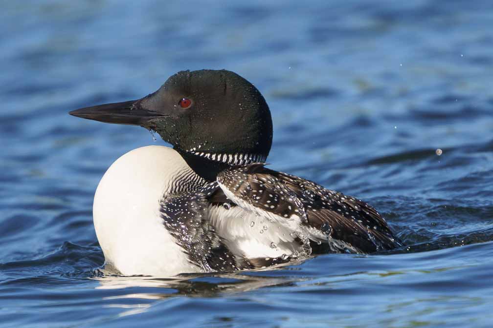 ILCE-6600  --  FE 200-600mm F5.6-6.3 G OSS -- 1/2000 sec at f / 6.3 -- ISO 640 -- 0 EV -- 