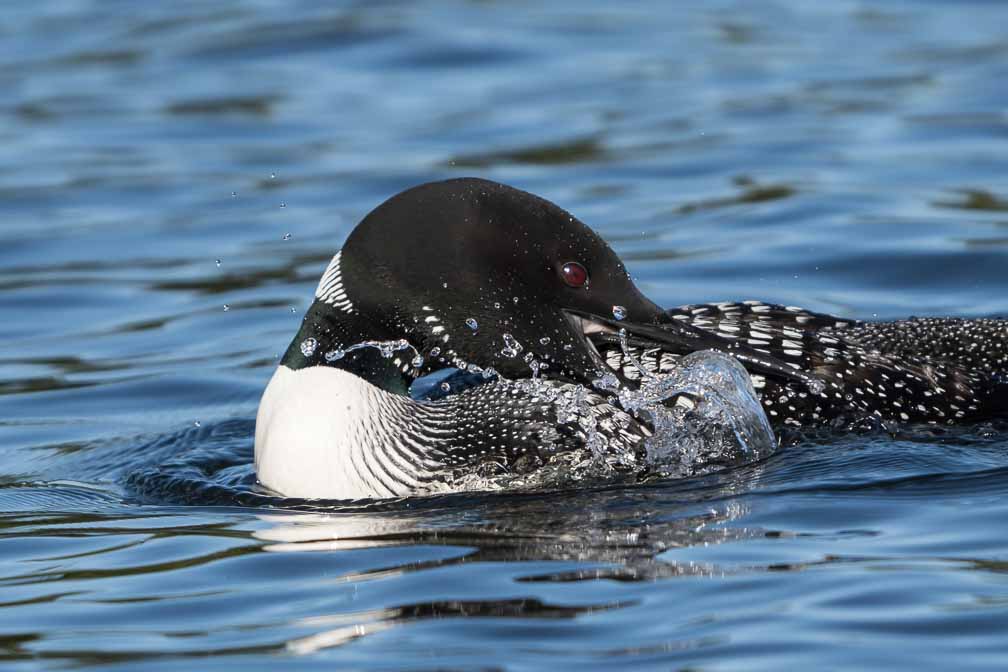 ILCE-6600  --  FE 200-600mm F5.6-6.3 G OSS -- 1/2000 sec at f / 6.3 -- ISO 400 -- 0 EV -- 