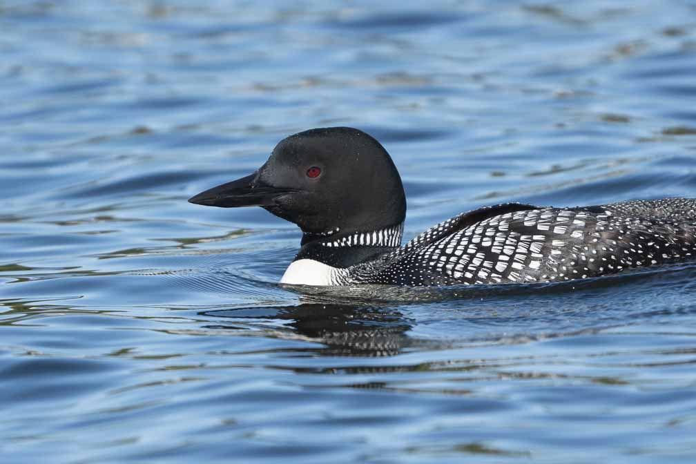 ILCE-6600  --  FE 200-600mm F5.6-6.3 G OSS -- 1/2000 sec at f / 6.3 -- ISO 400 -- 0 EV -- 