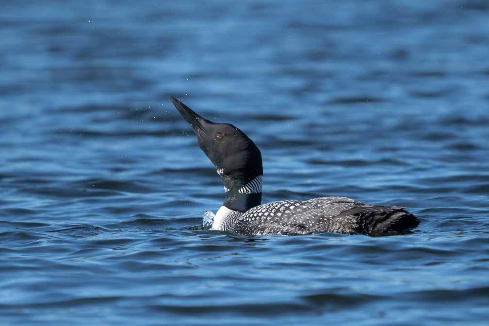 ILCE-6600  --  FE 200-600mm F5.6-6.3 G OSS -- 1/3200 sec at f / 6.3 -- ISO 1000 -- -3/10 EV -- 