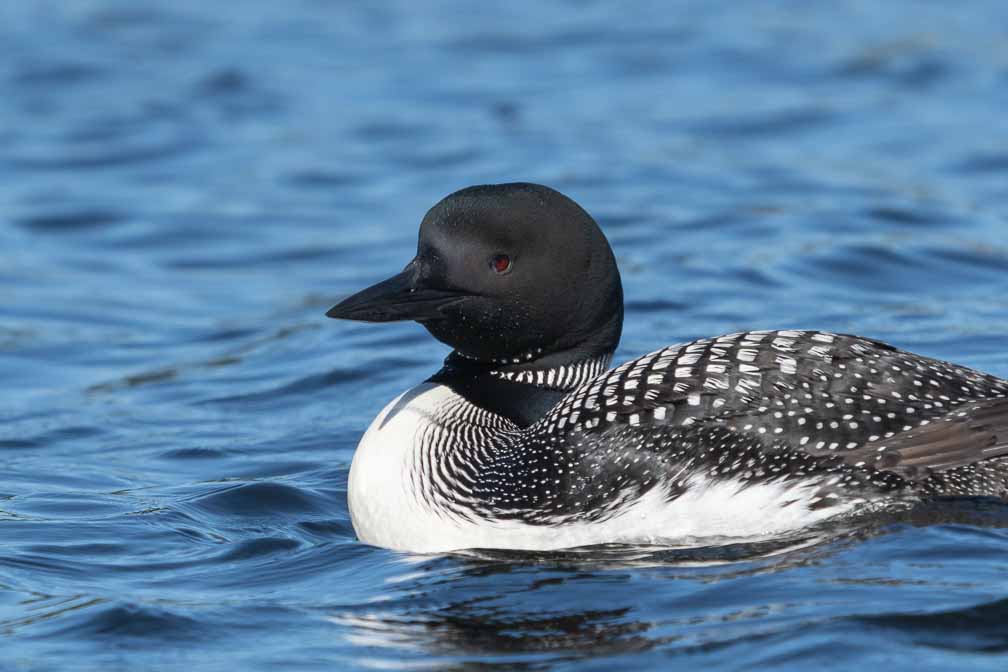 ILCE-6600  --  FE 200-600mm F5.6-6.3 G OSS -- 1/3200 sec at f / 6.3 -- ISO 500 -- -3/10 EV -- 