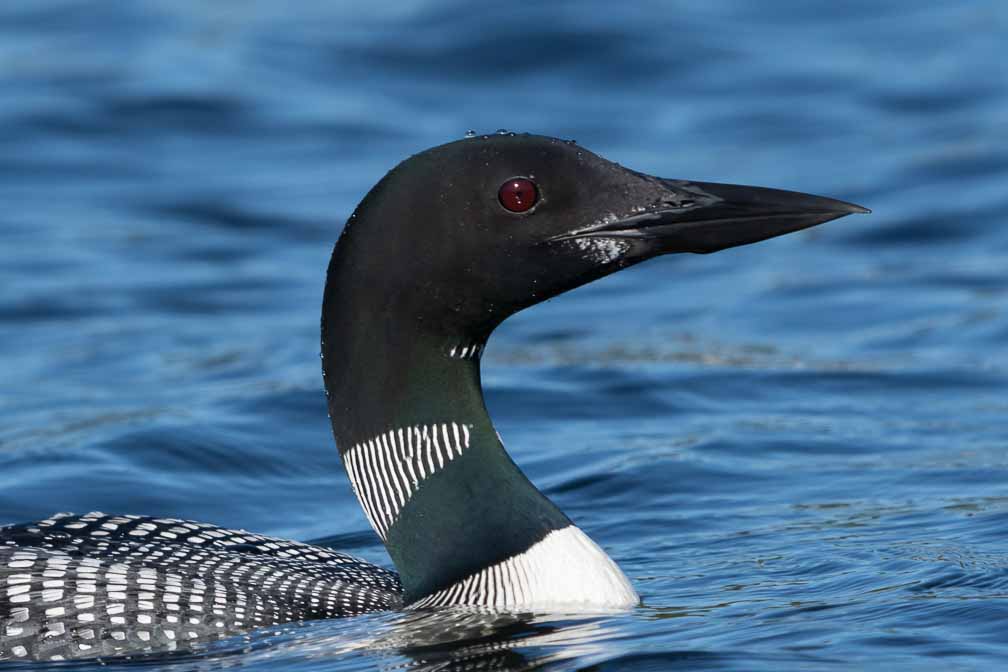 ILCE-6600  --  FE 200-600mm F5.6-6.3 G OSS -- 1/3200 sec at f / 6.3 -- ISO 640 -- -3/10 EV -- 