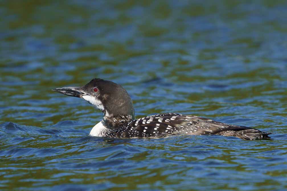 ILCE-6600  --  FE 200-600mm F5.6-6.3 G OSS -- 1/1600 sec at f / 6.3 -- ISO 500 -- -3/10 EV -- 