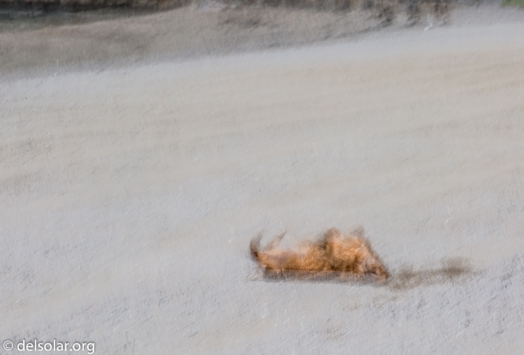 Canon EOS 5D Mark III  --  400 mm  --  EF100-400mm f/4.5-5.6L IS II USM  