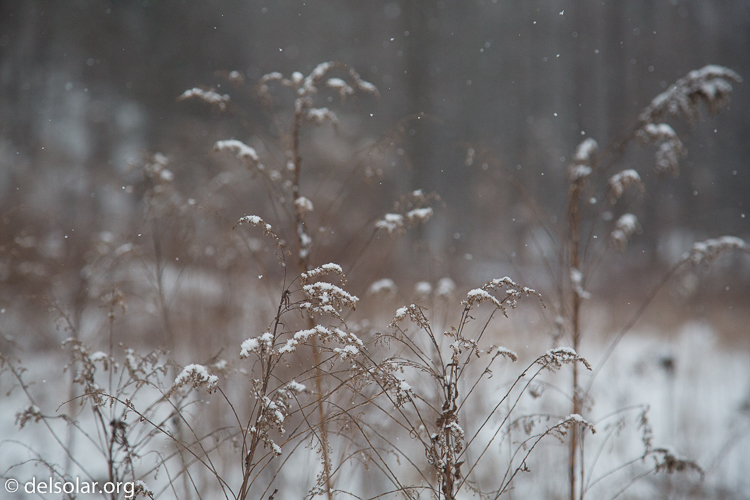 Canon EOS 5D Mark III  --  105 mm  --  EF24-105mm f/4L IS USM  