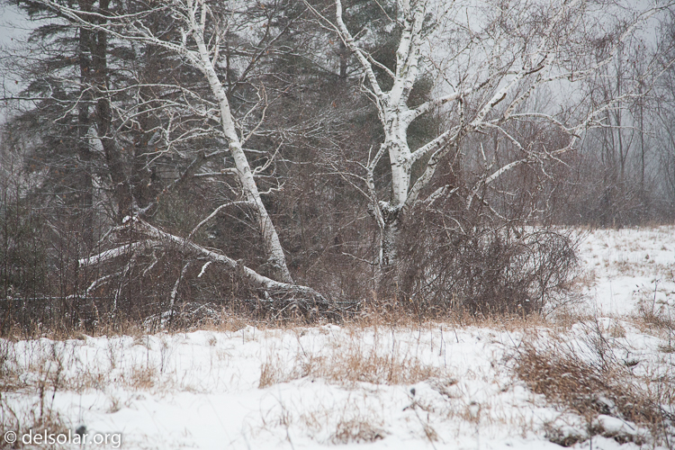 Canon EOS 5D Mark III  --  105 mm  --  EF24-105mm f/4L IS USM  