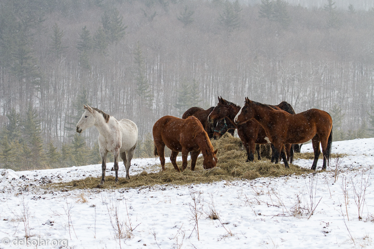 Canon EOS 7D  --  135 mm  --  EF100-400mm f/4.5-5.6L IS II USM  