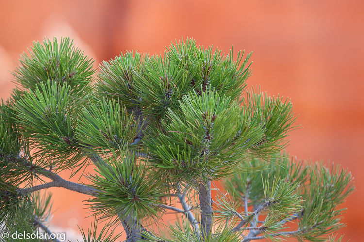 Canon EOS 5D Mark II  --  300 mm  --  EF300mm f/2.8L IS USM  