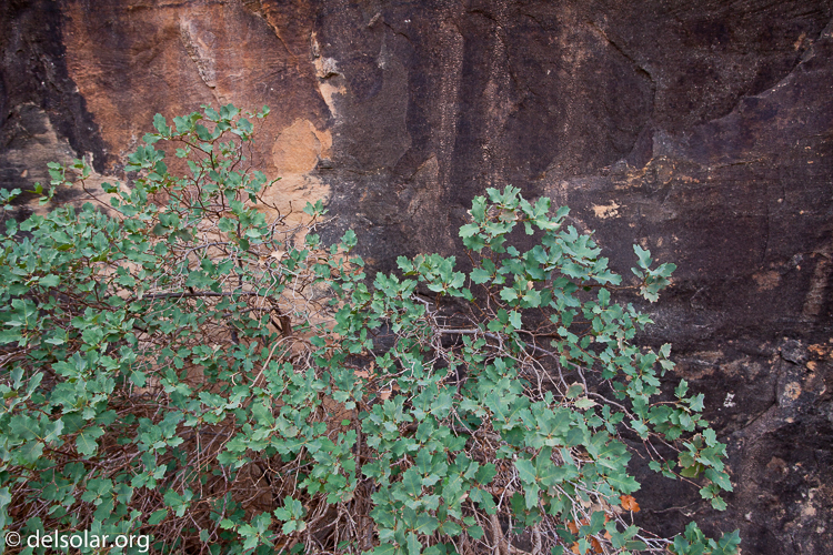 Canon EOS 5D Mark II  --  25 mm  --  EF17-40mm f/4L USM  