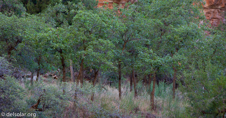 Canon EOS 5D Mark II  --  200 mm  --  EF70-200mm f/4L USM  