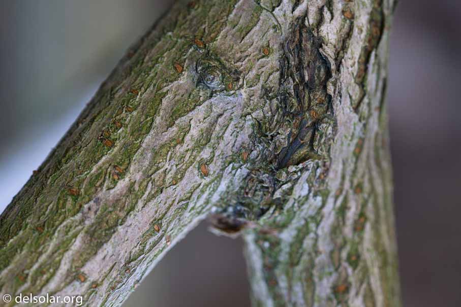 ILCE-6000  --  FE 90mm F2.8 Macro G OSS -- 1/30 sec at f / 5.0 -- ISO 400 -- 0 EV -- 