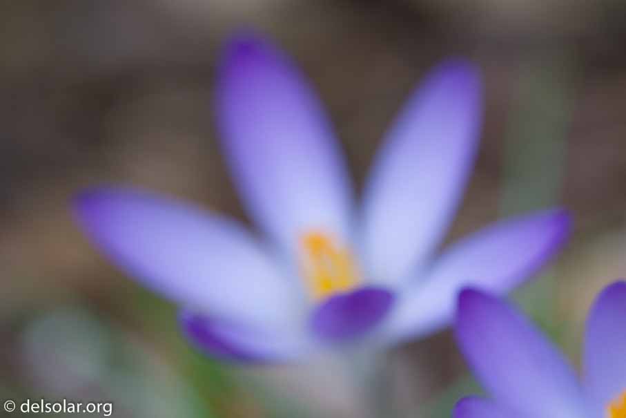 ILCE-6000  --  FE 90mm F2.8 Macro G OSS -- 1/200 sec at f / 4.5 -- ISO 250 -- 0 EV -- 