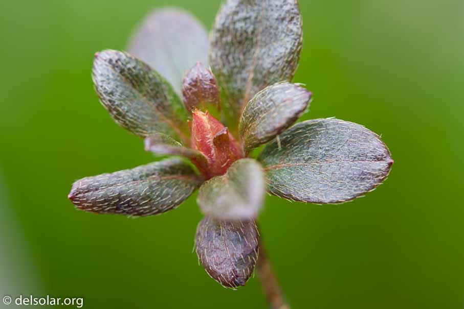 ILCE-6000  --  FE 90mm F2.8 Macro G OSS -- 1/50 sec at f / 3.5 -- ISO 250 -- 0 EV -- 