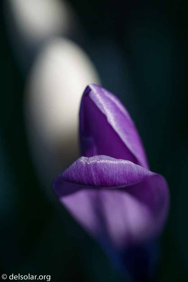 ILCE-6000  --  FE 90mm F2.8 Macro G OSS -- 1/2000 sec at f / 4.0 -- ISO 400 -- 0 EV -- 