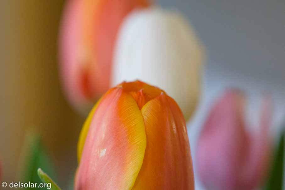 ILCE-6000  --  FE 90mm F2.8 Macro G OSS -- 1/100 sec at f / 4.5 -- ISO 1600 -- 0 EV -- 