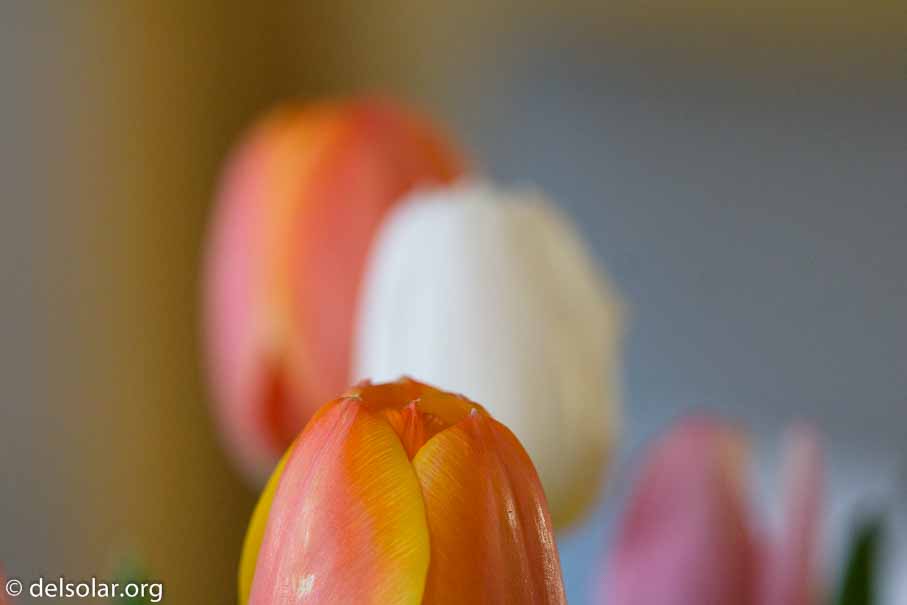 ILCE-6000  --  FE 90mm F2.8 Macro G OSS -- 1/100 sec at f / 4.5 -- ISO 1600 -- 0 EV -- 