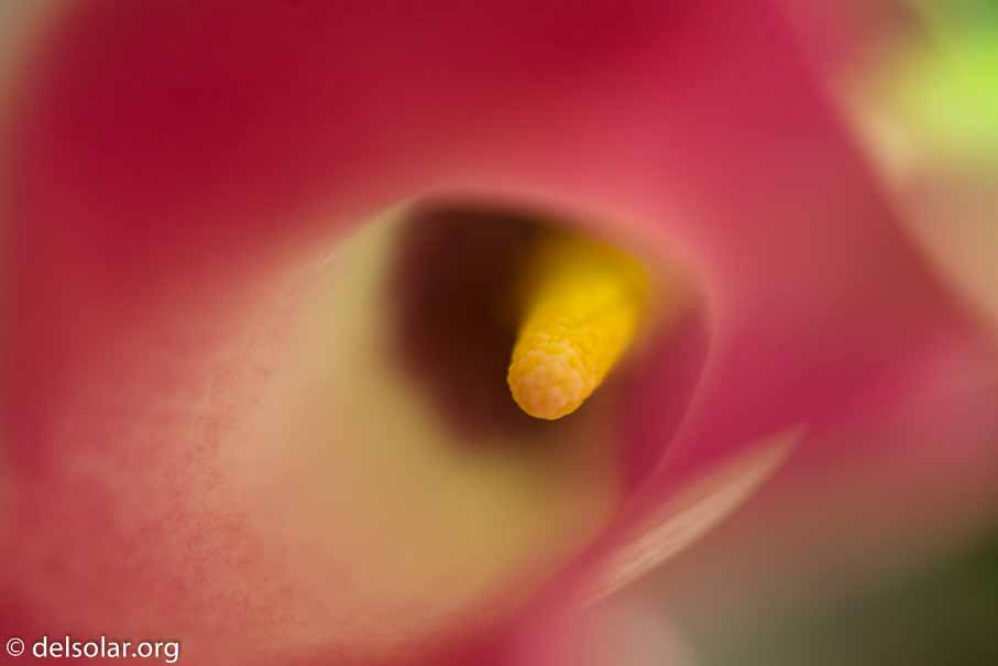 ILCE-6000  --  FE 90mm F2.8 Macro G OSS -- 1/15 sec at f / 2.8 -- ISO 400 -- 0 EV -- 