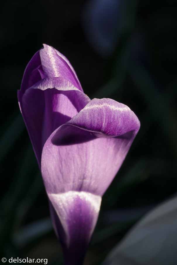 ILCE-6000  --  FE 90mm F2.8 Macro G OSS -- 1/80 sec at f / 13 -- ISO 200 -- 0 EV -- 