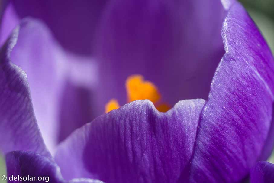 ILCE-6000  --  FE 90mm F2.8 Macro G OSS -- 1/250 sec at f / 8.0 -- ISO 200 -- 0 EV -- 