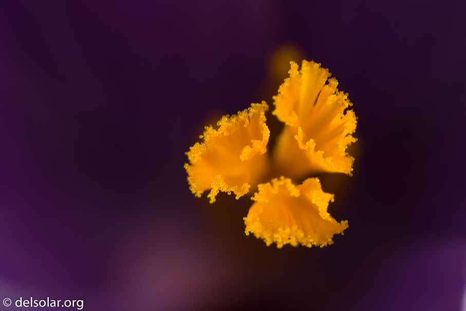 ILCE-6000  --  FE 90mm F2.8 Macro G OSS -- 1/500 sec at f / 4.5 -- ISO 250 -- 0 EV -- 