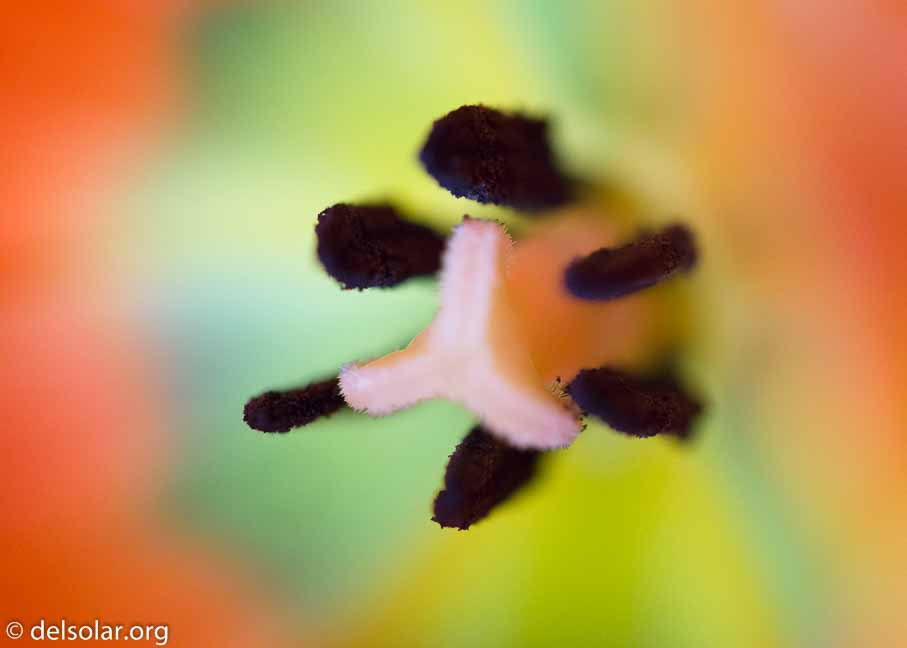 ILCE-6000  --  FE 90mm F2.8 Macro G OSS -- 1/60 sec at f / 2.8 -- ISO 1250 -- 0 EV -- 