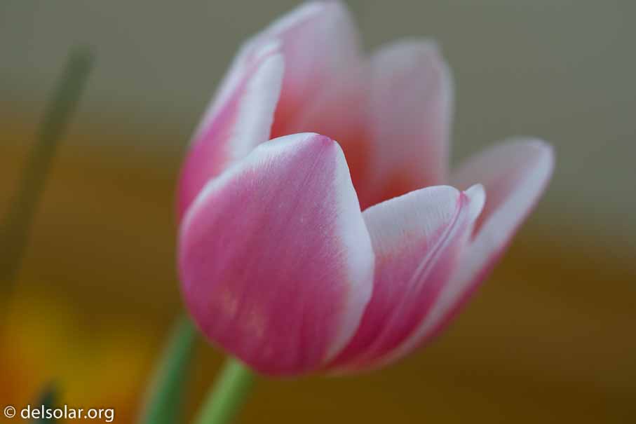 ILCE-6000  --  FE 90mm F2.8 Macro G OSS -- 1/60 sec at f / 3.2 -- ISO 250 -- 0 EV -- 