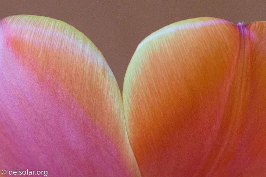 ILCE-6000  --  FE 90mm F2.8 Macro G OSS -- 1/160 sec at f / 5.0 -- ISO 1600 -- 0 EV -- 