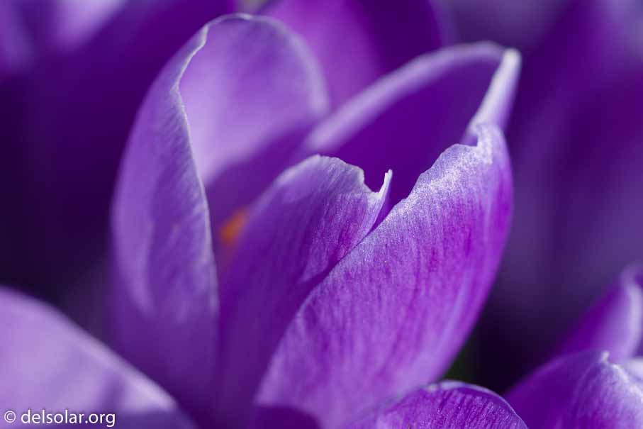 ILCE-6000  --  FE 90mm F2.8 Macro G OSS -- 1/640 sec at f / 4.0 -- ISO 400 -- 0 EV -- 