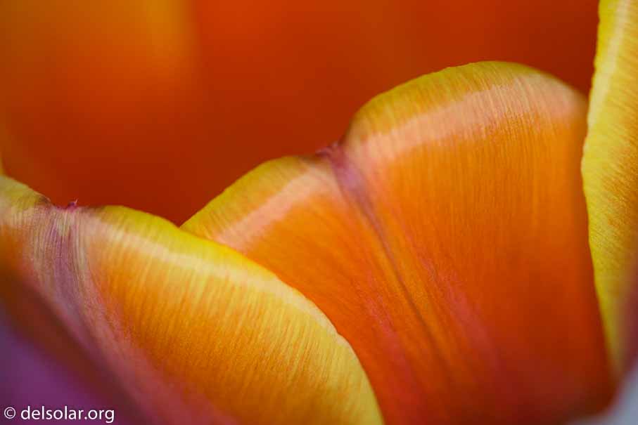 ILCE-6000  --  FE 90mm F2.8 Macro G OSS -- 1/640 sec at f / 3.2 -- ISO 400 -- 0 EV -- 