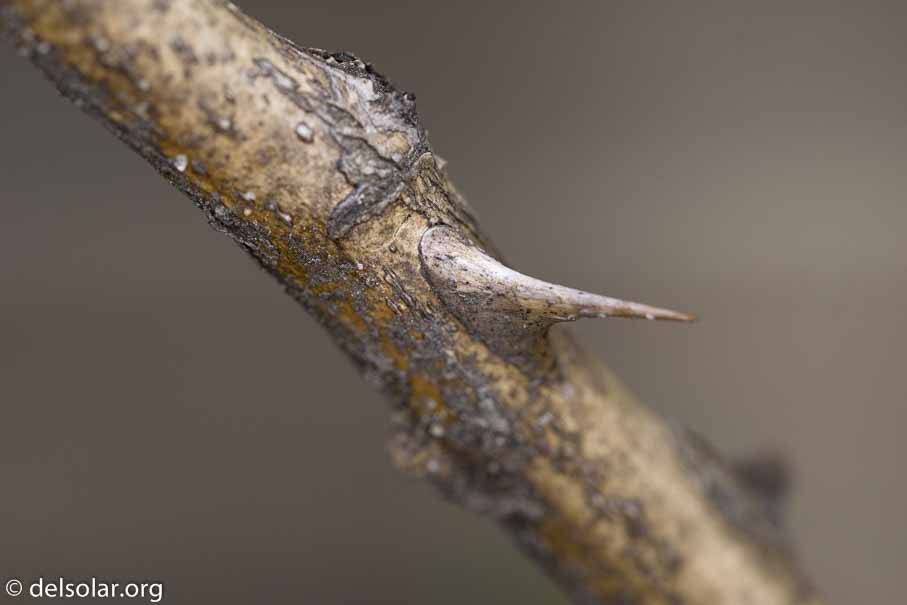 ILCE-6000  --  FE 90mm F2.8 Macro G OSS -- 1/400 sec at f / 5.0 -- ISO 400 -- 0 EV -- 