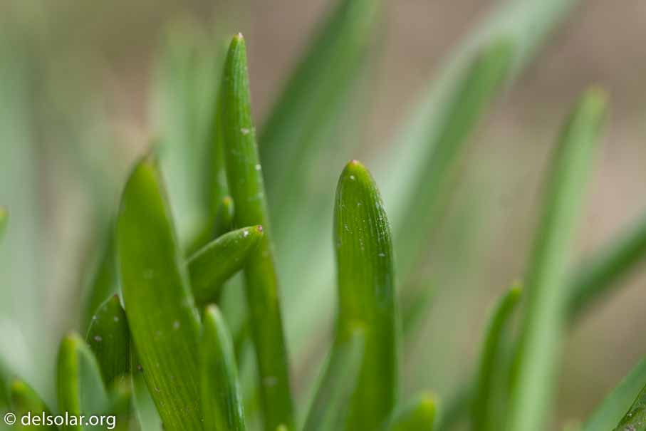 ILCE-6000  --  FE 90mm F2.8 Macro G OSS -- 1/400 sec at f / 5.0 -- ISO 400 -- 0 EV -- 