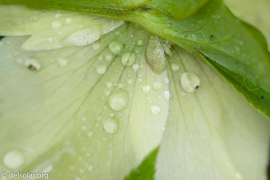 ILCE-6000  --  FE 90mm F2.8 Macro G OSS -- 1/250 sec at f / 5.0 -- ISO 640 -- 0 EV -- 