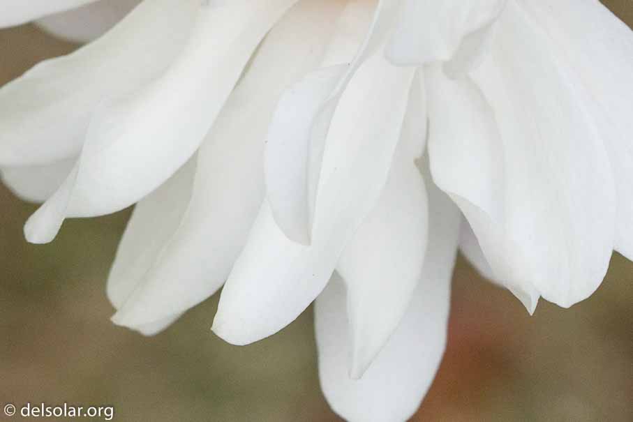 ILCE-6000  --  FE 90mm F2.8 Macro G OSS -- 1/400 sec at f / 7.1 -- ISO 640 -- 0 EV -- 