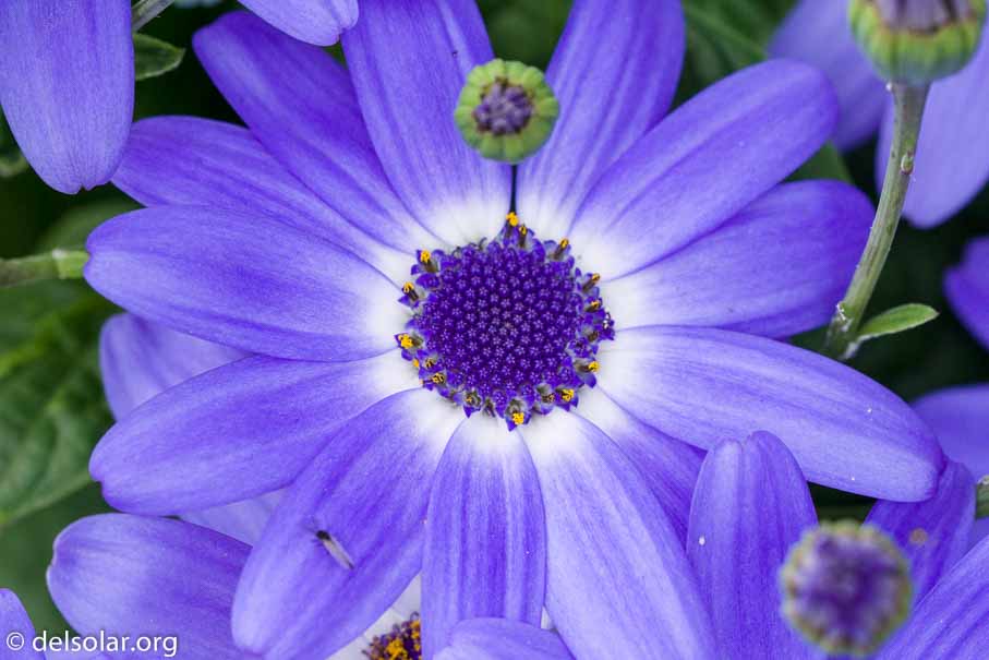 ILCE-6000  --  FE 90mm F2.8 Macro G OSS -- 1/400 sec at f / 8.0 -- ISO 800 -- 0 EV -- 