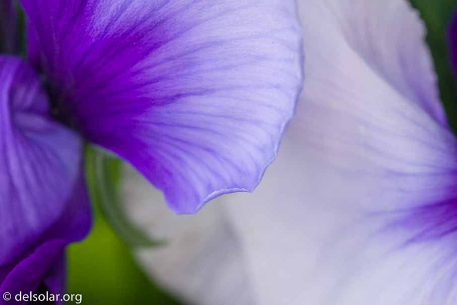 ILCE-6000  --  FE 90mm F2.8 Macro G OSS -- 1/500 sec at f / 6.3 -- ISO 1250 -- 0 EV -- 