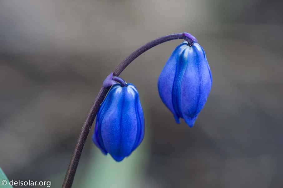 ILCE-6000  --  FE 90mm F2.8 Macro G OSS -- 1/40 sec at f / 5.6 -- ISO 500 -- 0 EV -- 