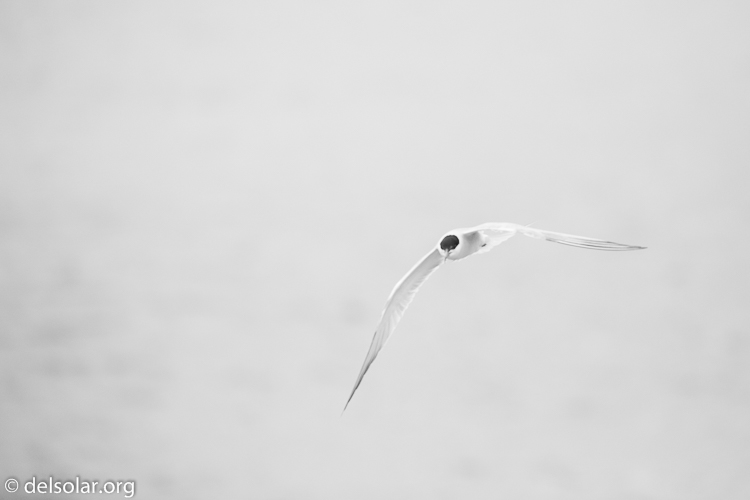 Canon EOS 5D Mark III  --  400 mm  --  EF100-400mm f/4.5-5.6L IS II USM  