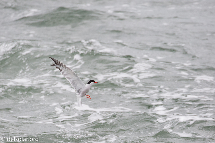 Canon EOS 5D Mark III  --  400 mm  --  EF100-400mm f/4.5-5.6L IS II USM  