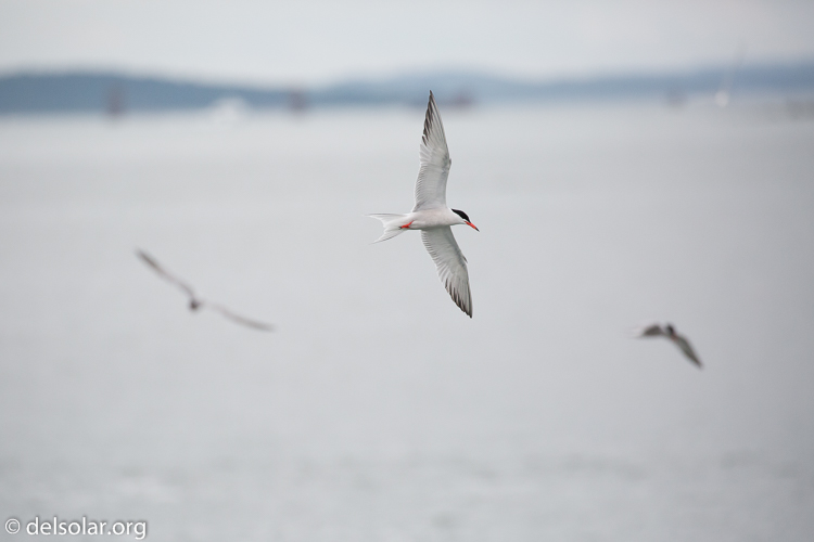 Canon EOS 5D Mark III  --  400 mm  --  EF100-400mm f/4.5-5.6L IS II USM  