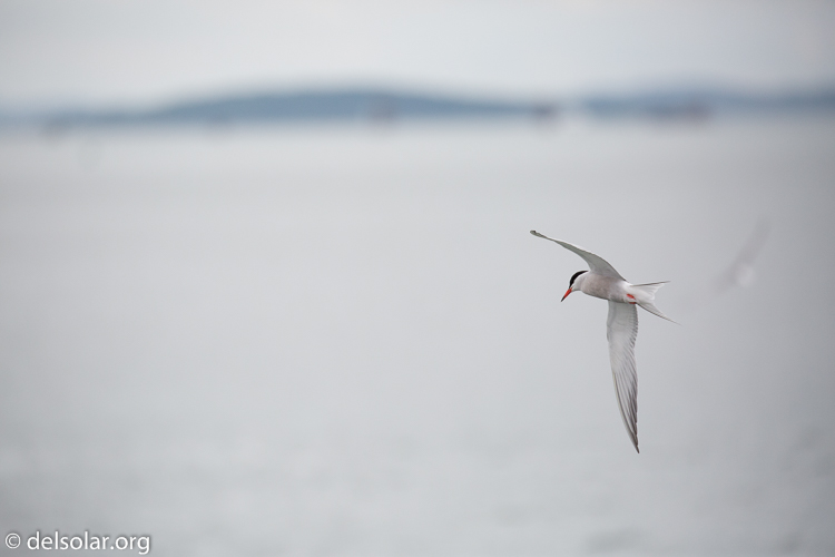 Canon EOS 5D Mark III  --  400 mm  --  EF100-400mm f/4.5-5.6L IS II USM  