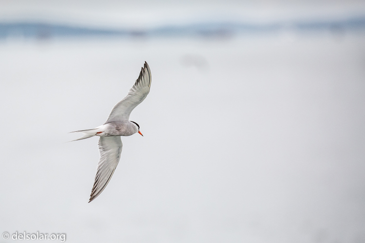 Canon EOS 5D Mark III  --  400 mm  --  EF100-400mm f/4.5-5.6L IS II USM  