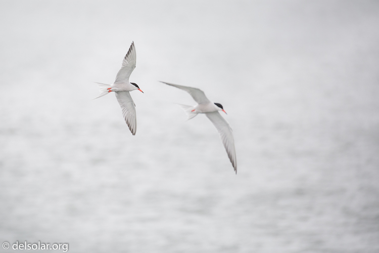 Canon EOS 5D Mark III  --  349 mm  --  EF100-400mm f/4.5-5.6L IS II USM  