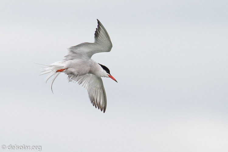 Canon EOS 5D Mark III  --  349 mm  --  EF100-400mm f/4.5-5.6L IS II USM  