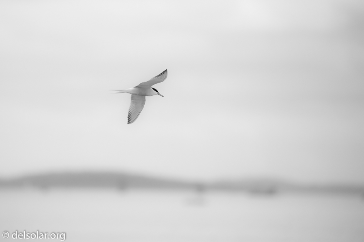 Canon EOS 5D Mark III  --  349 mm  --  EF100-400mm f/4.5-5.6L IS II USM  