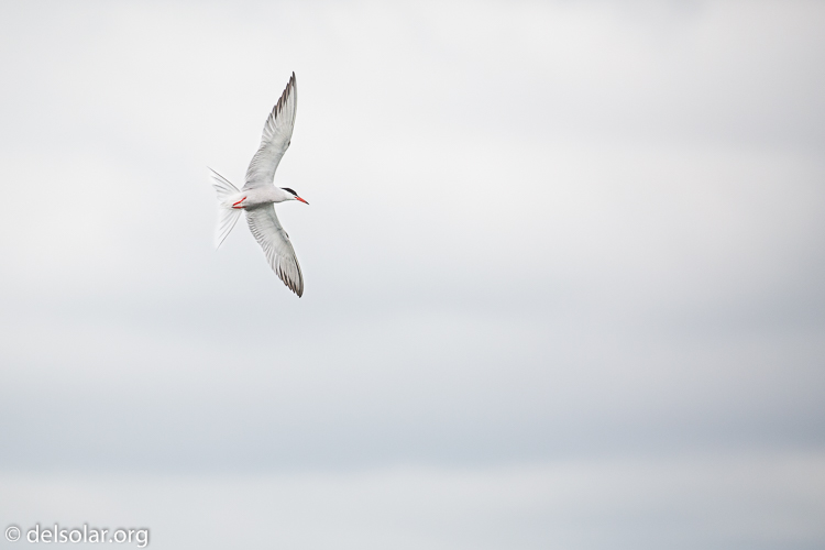 Canon EOS 5D Mark III  --  349 mm  --  EF100-400mm f/4.5-5.6L IS II USM  