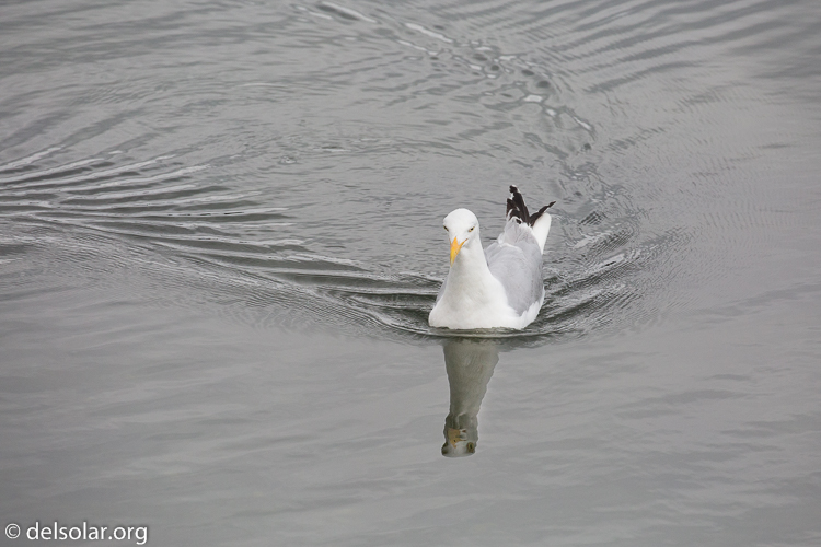 Canon EOS 5D Mark III  --  400 mm  --  EF100-400mm f/4.5-5.6L IS II USM  