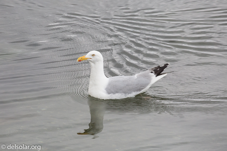 Canon EOS 5D Mark III  --  400 mm  --  EF100-400mm f/4.5-5.6L IS II USM  